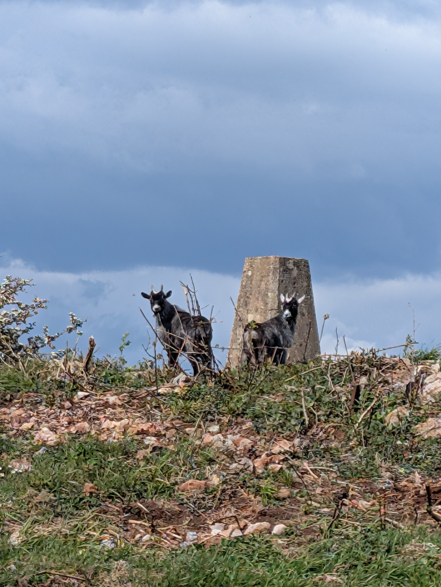 Two goats beside the trig point on the summit of Loxton Hill