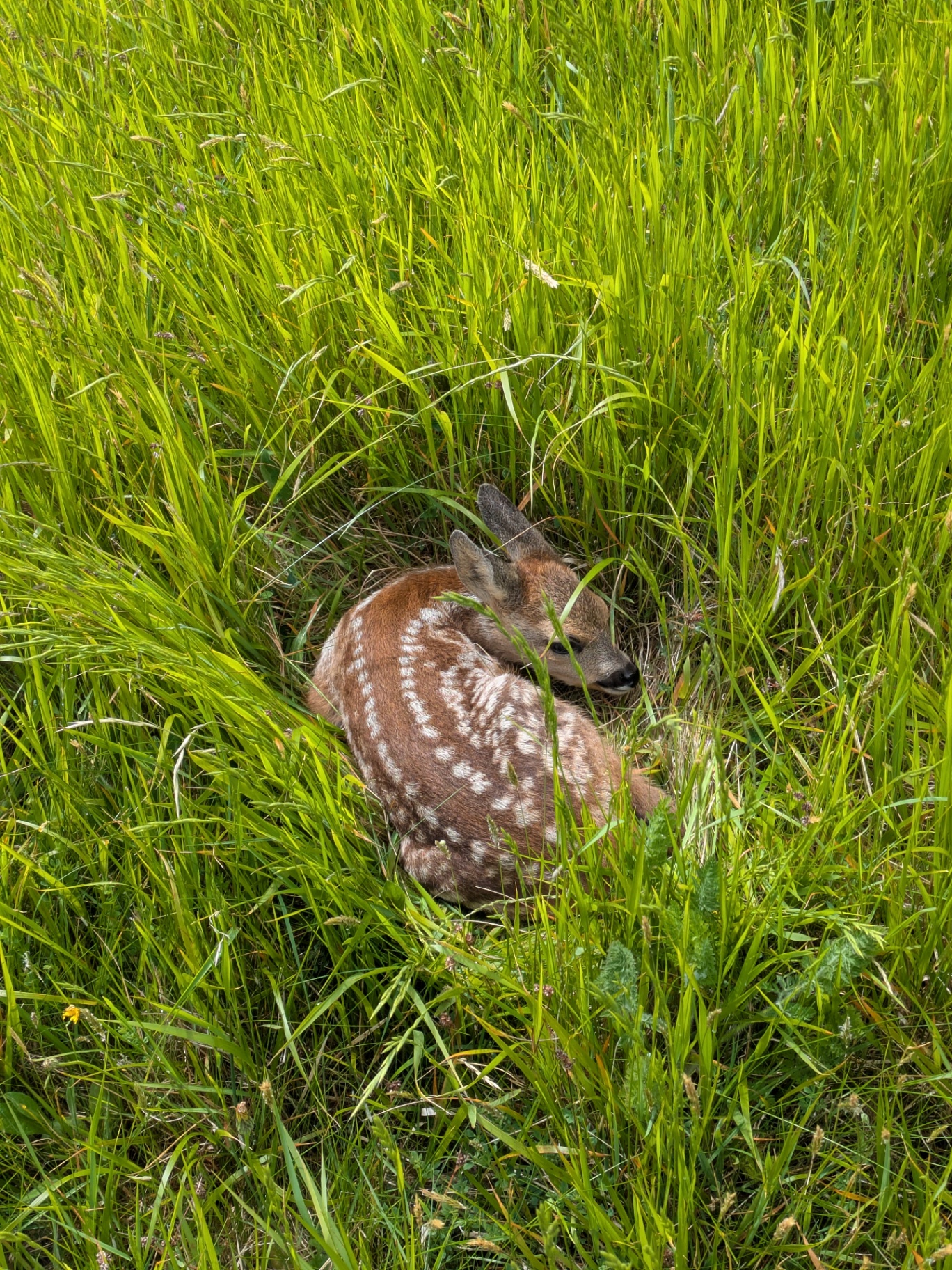 Roe deer fawn curled in long grass on the hilltop