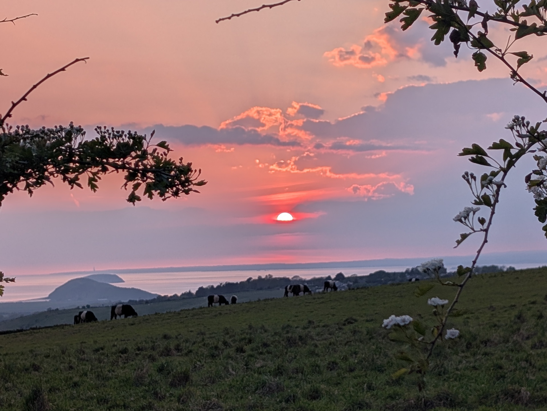 Belted Galloways grazing at sunset above the Bristol Channel